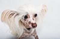 Picture of chinese crested dog with flowing hair