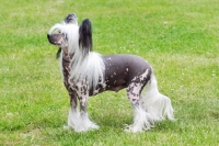 Picture of chinese crested hairless on grass