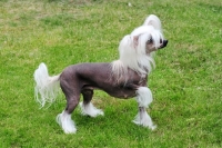 Picture of chinese crested hairless, side view