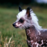 Picture of chinese crested head portrait