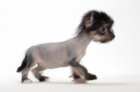 Picture of Chinese Crested puppy, full boday, white background