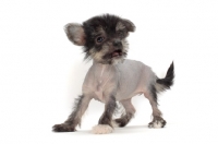 Picture of Chinese Crested puppy in studio