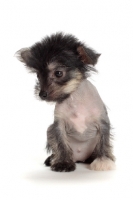 Picture of Chinese Crested puppy, lloking down