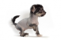 Picture of Chinese Crested puppy, looking ahead