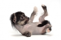 Picture of Chinese Crested puppy on back