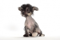 Picture of Chinese Crested puppy on white background
