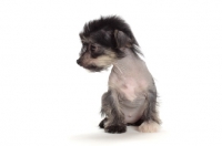 Picture of Chinese Crested puppy on white background