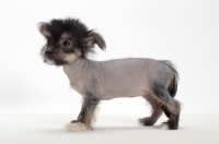 Picture of Chinese Crested puppy, side view on white background