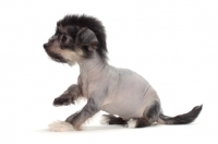 Picture of Chinese Crested puppy, sitting in studio
