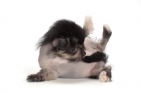 Picture of Chinese Crested puppy smelling tail