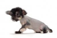 Picture of Chinese Crested puppy
