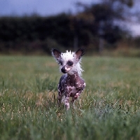 Picture of chinese crested standing in a field