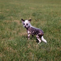 Picture of chinese crested standing on grass