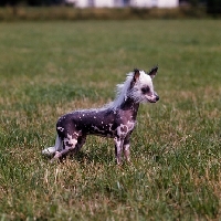 Picture of chinese crested standing on grass