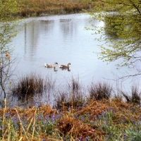 Picture of chinese geese swimming on a river