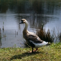 Picture of chinese goose at waterside, side view