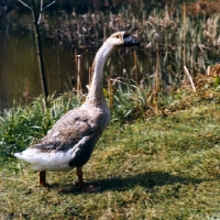 Picture of chinese goose side view