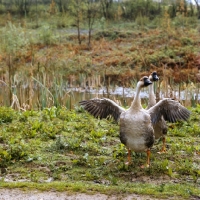 Picture of chinese goose spreading its wings