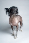 Picture of Chinese hairless dog in studio