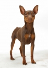 Picture of Chocolate & Tan Miniature Pinscher standing on white background