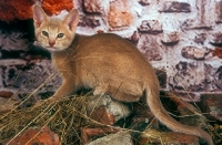 Picture of chocolate Abyssinian cat