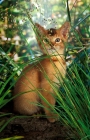 Picture of chocolate abyssinian kitten behind greenery