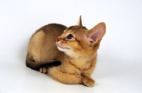 Picture of chocolate abyssinian kitten looking aside, on white background