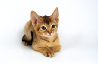 Picture of chocolate abyssinian kitten on white background