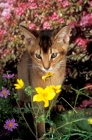 Picture of chocolate Abyssinian kitten smelling flower