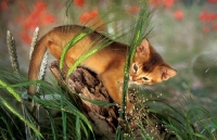 Picture of chocolate abyssinian kitten sniffing greenery