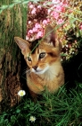 Picture of chocolate Abyssinian kitten