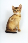 Picture of chocolate abyssinian kitten