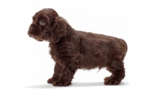 Picture of chocolate American Cocker Spaniel puppy on white background, side view