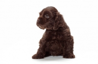Picture of chocolate American Cocker Spaniel puppy sitting on white background