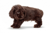 Picture of chocolate American Cocker Spaniel puppy on white background