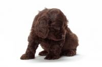 Picture of chocolate American Cocker Spaniel puppy on white background