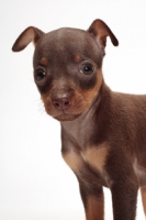 Picture of Chocolate & Tan Min Pin puppy puppy on white background