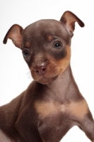 Picture of Chocolate & Tan Min Pin puppy puppy on white background