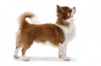Picture of Chocolate & White Longhaired Chihuahua, Australian Champion