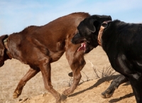 Picture of chocolate and black Labrador running