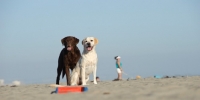 Picture of chocolate and cream Labrador Retriever