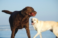 Picture of chocolate and cream Labrador Retriever, one with ball