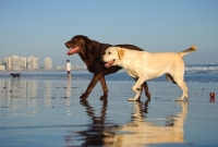 Picture of chocolate and cream Labrador Retrievers walking on beach