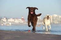 Picture of chocolate and cream Labrador Retriever having fun on beach