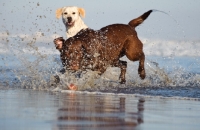 Picture of chocolate and cream Labrador Retriever dogs playing in sea