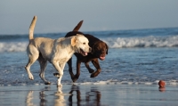 Picture of chocolate and cream Labrador Retriever walking on beach
