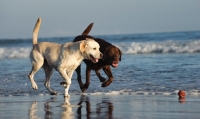 Picture of chocolate and cream Labrador Retriever walking on beach