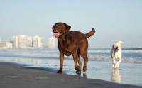 Picture of chocolate and cream Labrador Retriever on beach