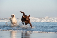Picture of chocolate and cream Labrador Retriever running in sea
