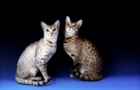 Picture of chocolate and silver ocicat together with chocolate ocicat